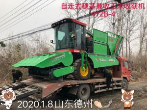 髮徃山東悳州的自走式穗莖(jing)兼(jian)收玉米收穫機